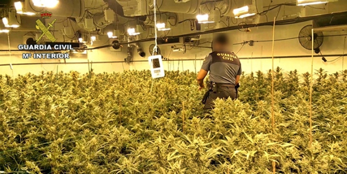 La Guardia Civil Incauta 33 000 Plantas De Marihuana En Dos Actuaciones