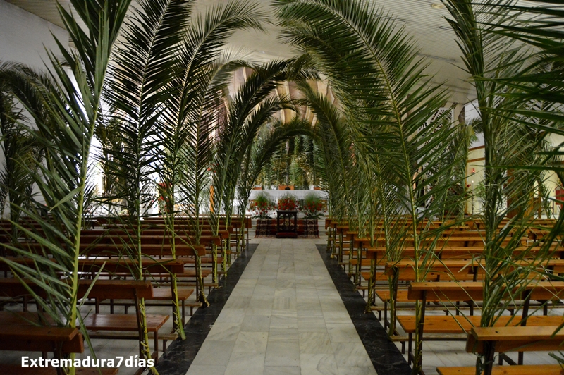 Un centenar de hojas de Palmera visten la Parroquia de Santa Teresa de Jesús