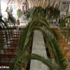 Un centenar de hojas de Palmera visten la Parroquia de Santa Teresa de Jesús