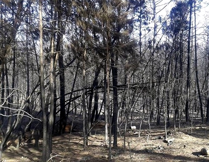 Las obras de emergencia tras el incendio de Gata finalizarán este mes