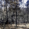 Las obras de emergencia tras el incendio de Gata finalizarán este mes