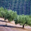 El olivar es el cultivo más extendido en Extremadura