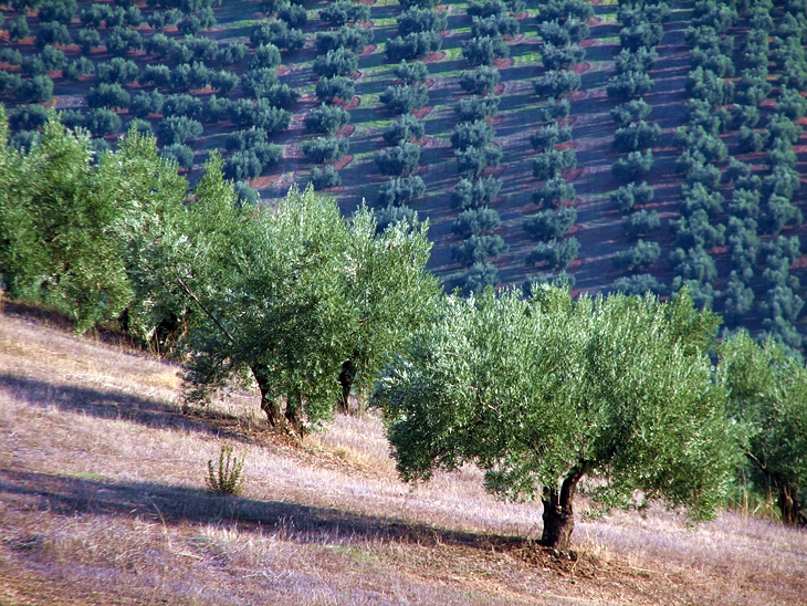 El olivar es el cultivo más extendido en Extremadura