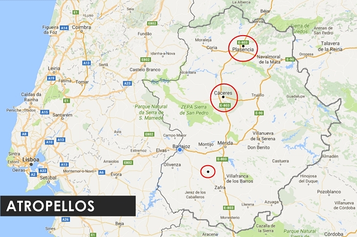 Varios atropellos en las últimas horas en Extremadura