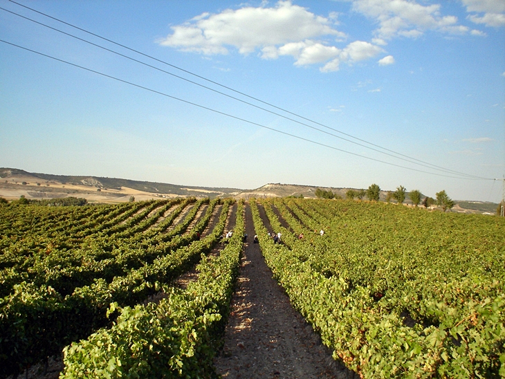 El plazo para conceder nuevas plantaciones de viñedo se abre mañana