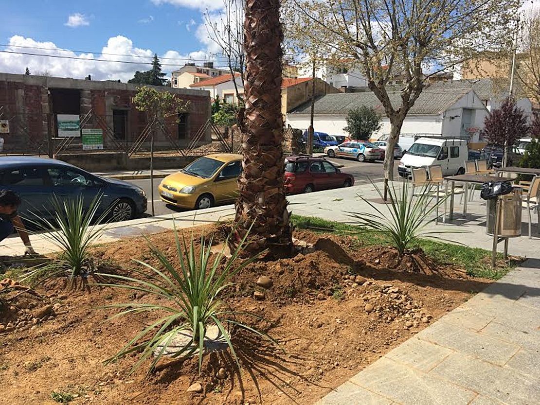 Parques y Jardines continúa con la plantación de palmeras en Mérida