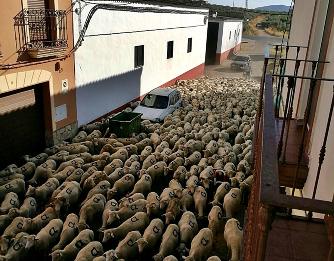 Junta convoca ayudas para los ganaderos que hagan la trashumancia a pie