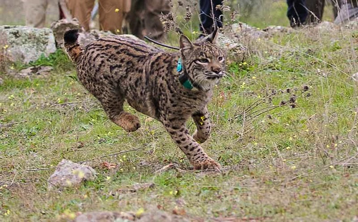 Distinción para la Mancomunidad de Llerena por la conservación del lince ibérico