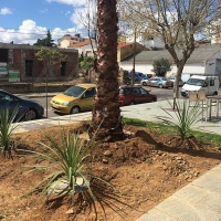 Continúa la plantación de palmeras en Mérida