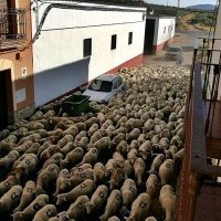 La Junta convoca ayudas para ganaderos que hagan la trashumancia a pie