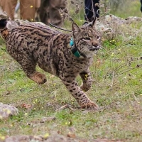 Distinción para la Mancomunidad de Llerena por la conservación del lince ibérico