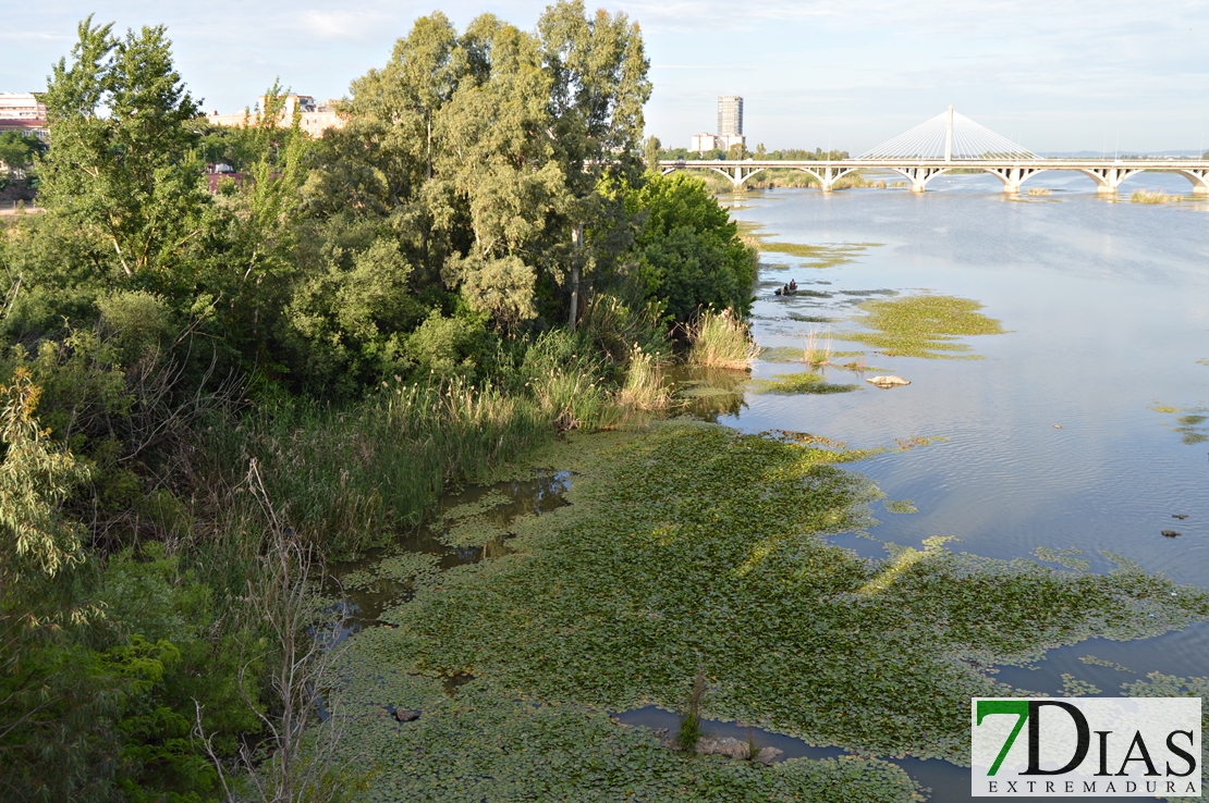 El camalote vuelve a dominar el Guadiana en Badajoz