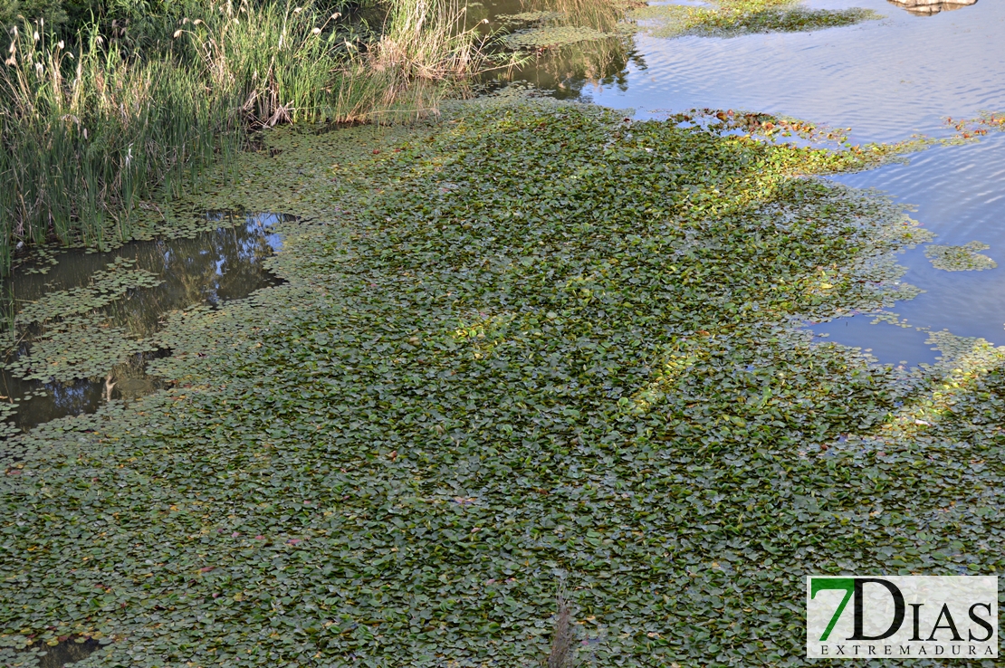 El camalote vuelve a dominar el Guadiana en Badajoz