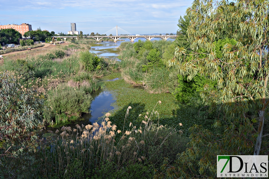 El camalote vuelve a dominar el Guadiana en Badajoz