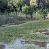 El camalote vuelve a dominar el Guadiana en Badajoz