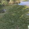 El camalote vuelve a dominar el Guadiana en Badajoz