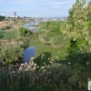 El camalote vuelve a dominar el Guadiana en Badajoz