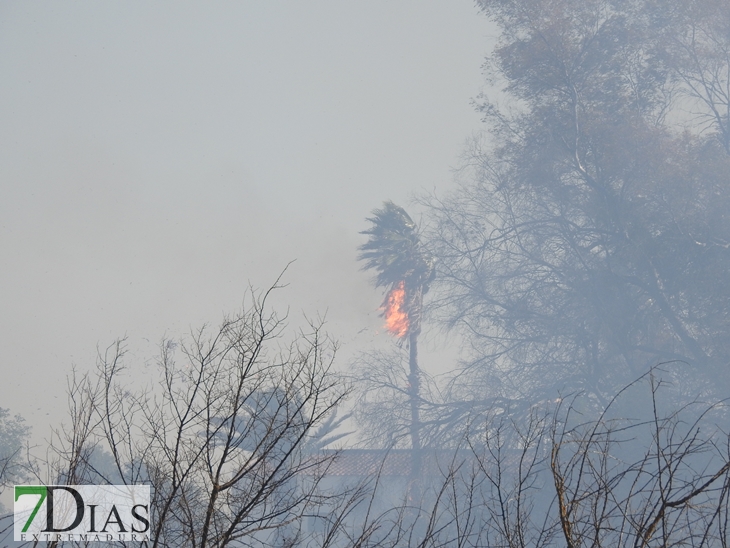 Incendio forestal en la carretera de Sevilla (Badajoz)