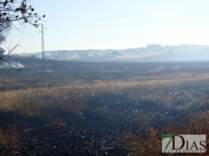 Incendio forestal en la carretera de Sevilla (Badajoz)