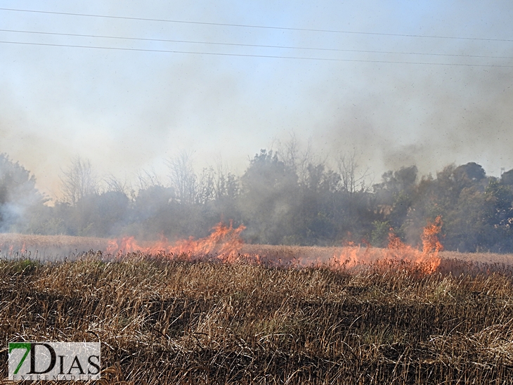 Incendio forestal en la carretera de Sevilla (Badajoz)