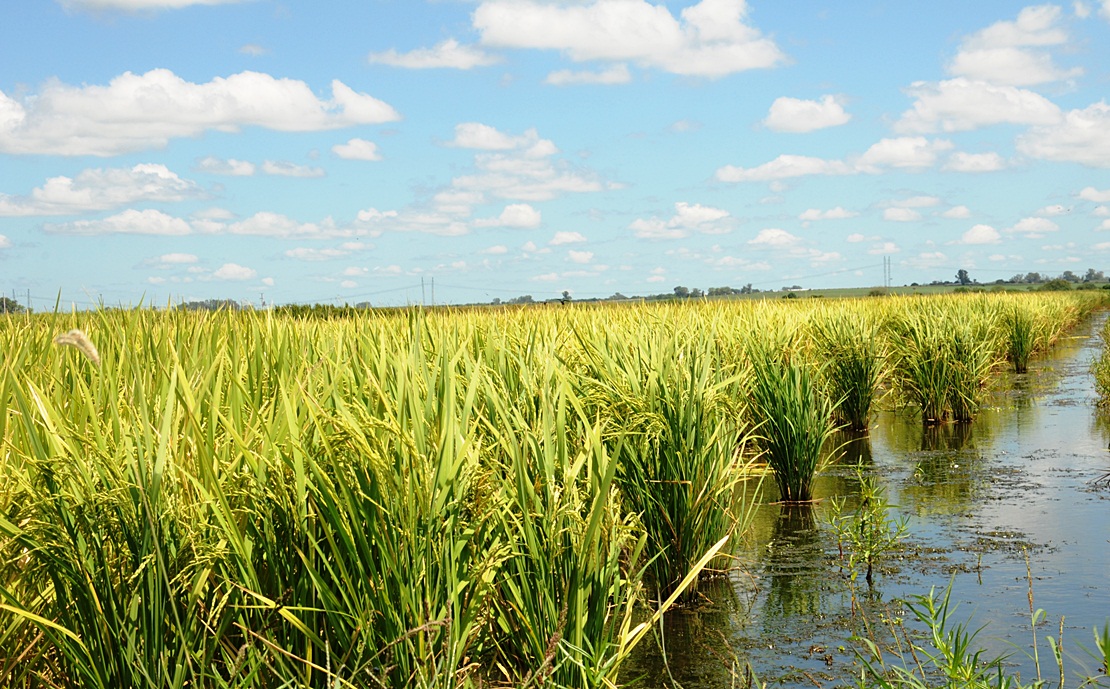 Autorizada la campaña de tratamiento fisiosanitario contra la pudenta del arroz