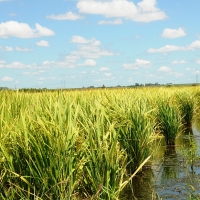 Autorizada la campaña de tratamiento fisiosanitario contra la pudenta del arroz