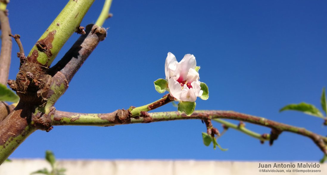 Las calurosas temperaturas de este otoño primaveral adelantan la floración