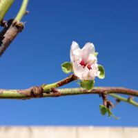 Las calurosas temperaturas de este otoño primaveral adelantan la floración