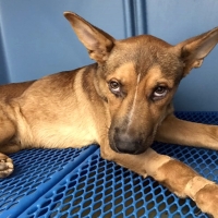 Policía Local con ayuda de particulares rescata a un perro en el Rivillas