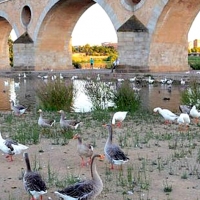 El servicio de control de plagas no contemplará a los patos del Parque Guadiana