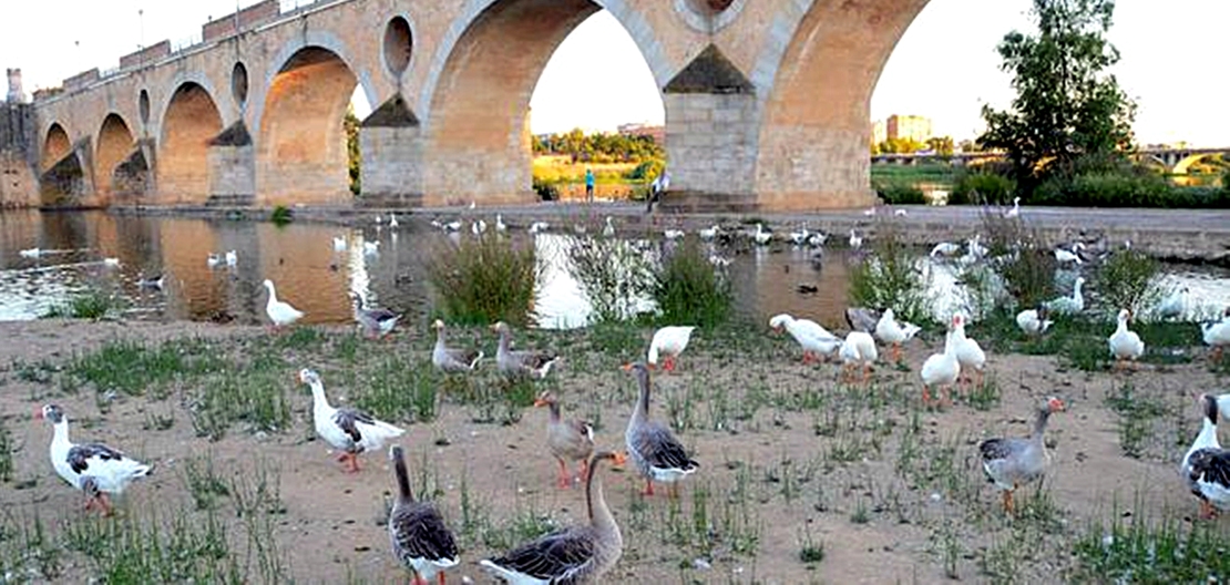 El servicio de control de plagas no contemplará los patos del Parque Guadiana