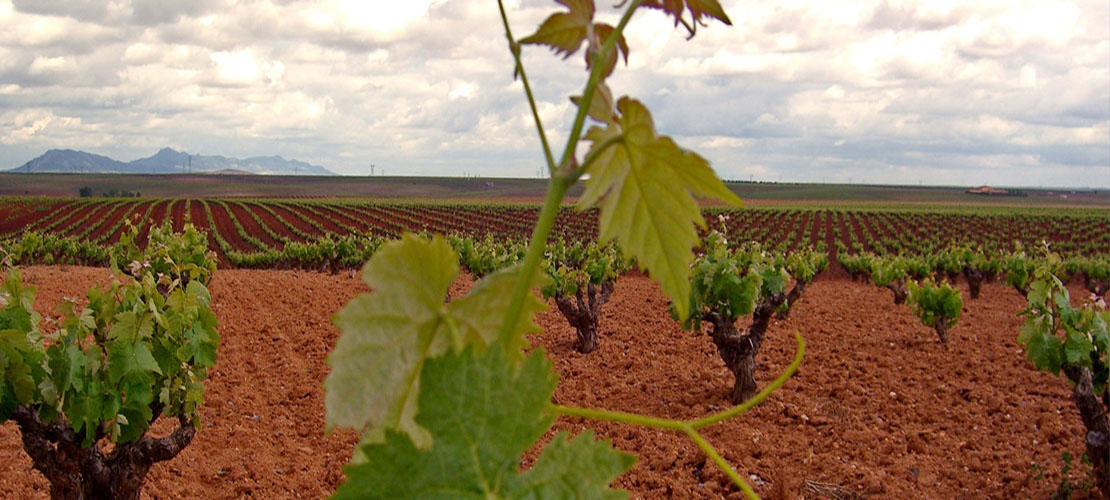 Ribera del Guadiana promueve el enoturismo en la provincia de Cáceres