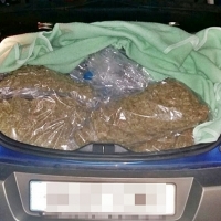 Intervienen un coche en Mérida con 15 kilos de cogollos de marihuana