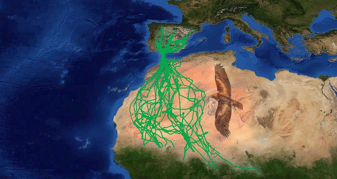 Las increíbles rutas migratorias del águila calzada entre la península y África