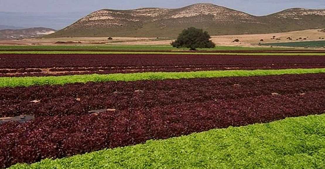 La transformación del proyecto de Tierra de Barros costará 197 millones