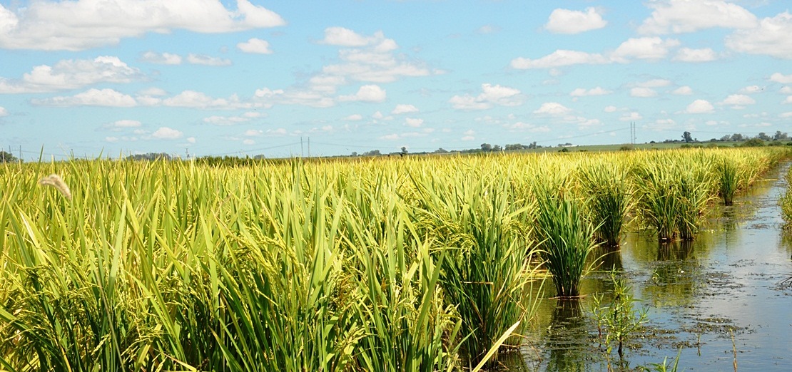 Asaja exige que se limite la siembra de arroz en la región debido a la sequía