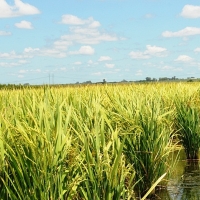 Asaja exige que se limite la siembra de arroz en la región debido a la sequía