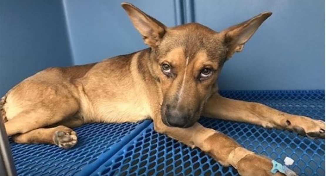 Premio nacional para la unidad canina de la Policía Local de Badajoz