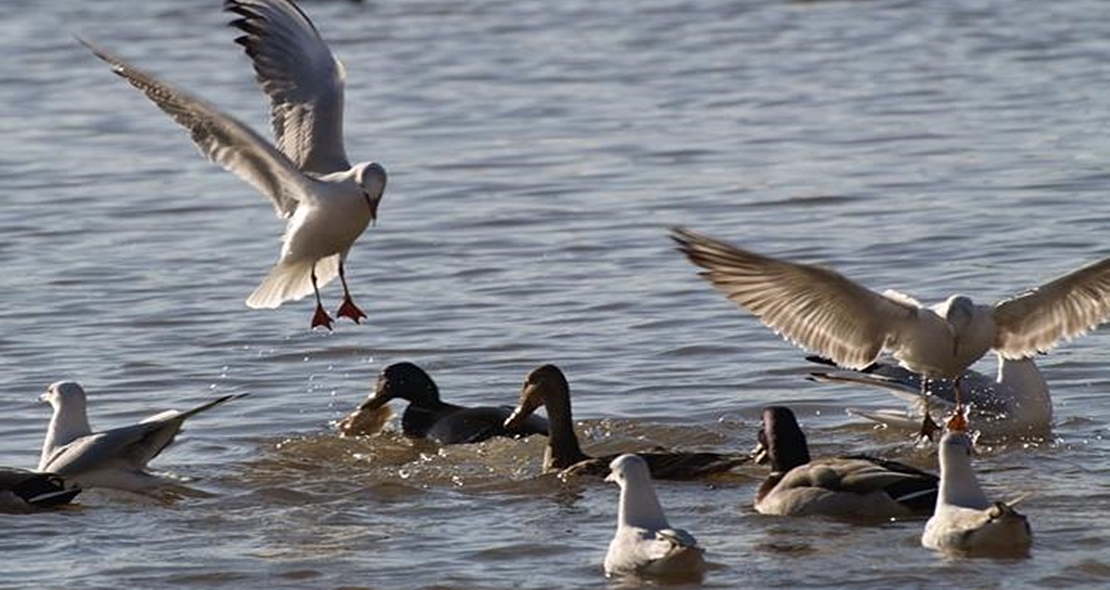 El Ayuntamiento invita a los extremeños a conocer la flora y fauna de Badajoz