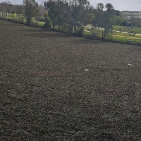 El Máster de pesca no se puede celebrar en Mérida por el camalote