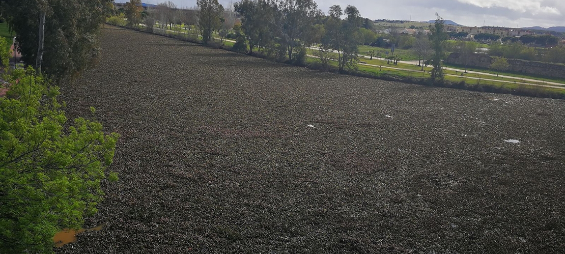 El Máster de pesca no se podrá celebrar en Mérida por el camalote