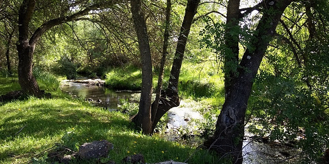 Fin de semana para disfrutar de la naturaleza y las aves en la Roca de la Sierra