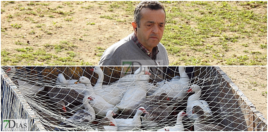 Echan de Badajoz a los gansos del Guadiana