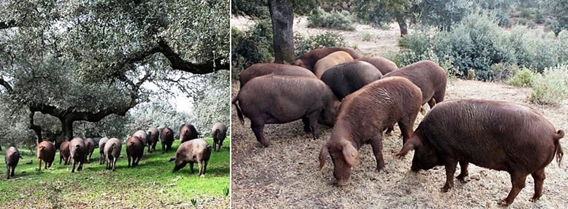 Nada cuadra en el jamón ibérico de bellota