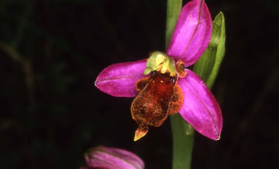 1.000 euros para las mejores fotografías de orquídeas ibéricas silvestres |  Extremadura7dias.com - Diario digital de Extremadura