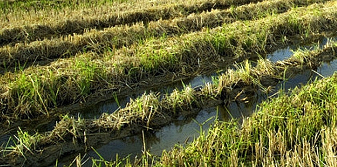 CCOO reclama una compensación para los agricultores afectados por las tormentas