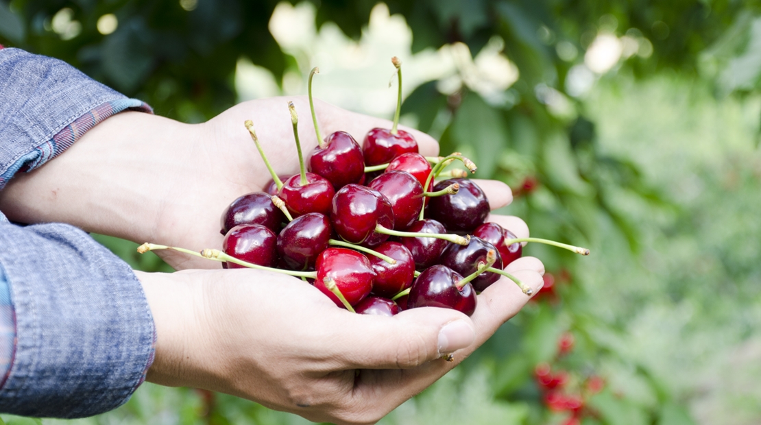 Badajoz sede de la investigación e innovación de la postcosecha de fruta y hortalizas