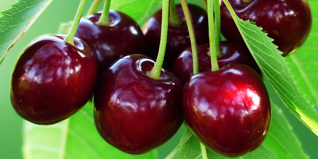 Cerezas del Jerte para dejar de fumar