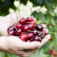 Badajoz sede de la investigación e innovación de la postcosecha de fruta y hortalizas