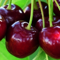 Cerezas del Jerte para dejar de fumar